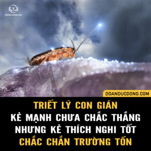 TRIẾT LÝ CON GIÁN: KẺ MẠNH CHƯA CHẮC THẮNG NHƯNG KẺ THÍCH NGHI TỐT CHẮC CHẮN TRƯỜNG TỒN!