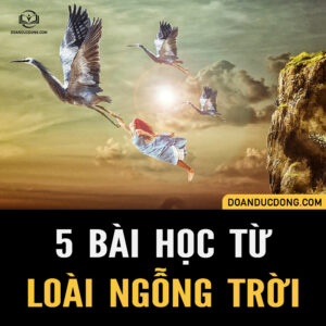 5 BÀI HỌC TỪ LOÀI NGỖNG TRỜI