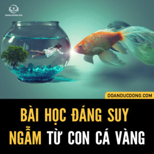 BÀI HỌC ĐÁNG SUY NGẪM TỪ CON CÁ VÀNG